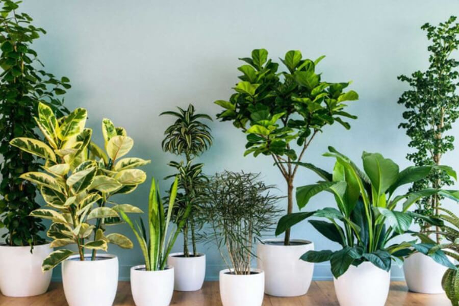 20+ cây lọc không khí trong phòng ngủ hiệu quả_1