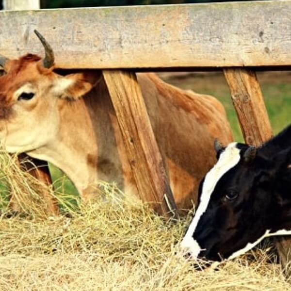 Các giải pháp thay thế cho việc đốt rơm rạ hiệu quả_2