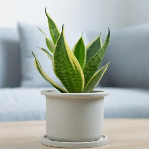 Lợi ích của việc dùng cây lọc không khí trong phòng ngủ_3