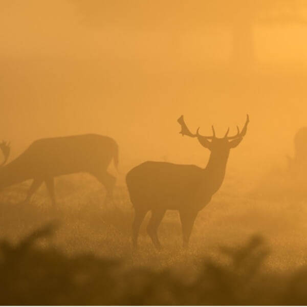 Hậu quả của ô nhiễm không khí với động vật_4