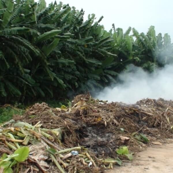 Hậu quả của ô nhiễm không khí với thực vật_6