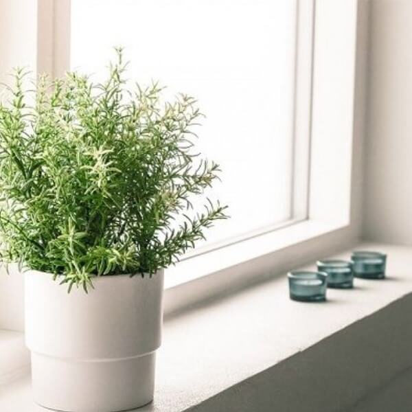 Khử mùi ẩm mốc trong phòng kín bằng tinh dầu_6