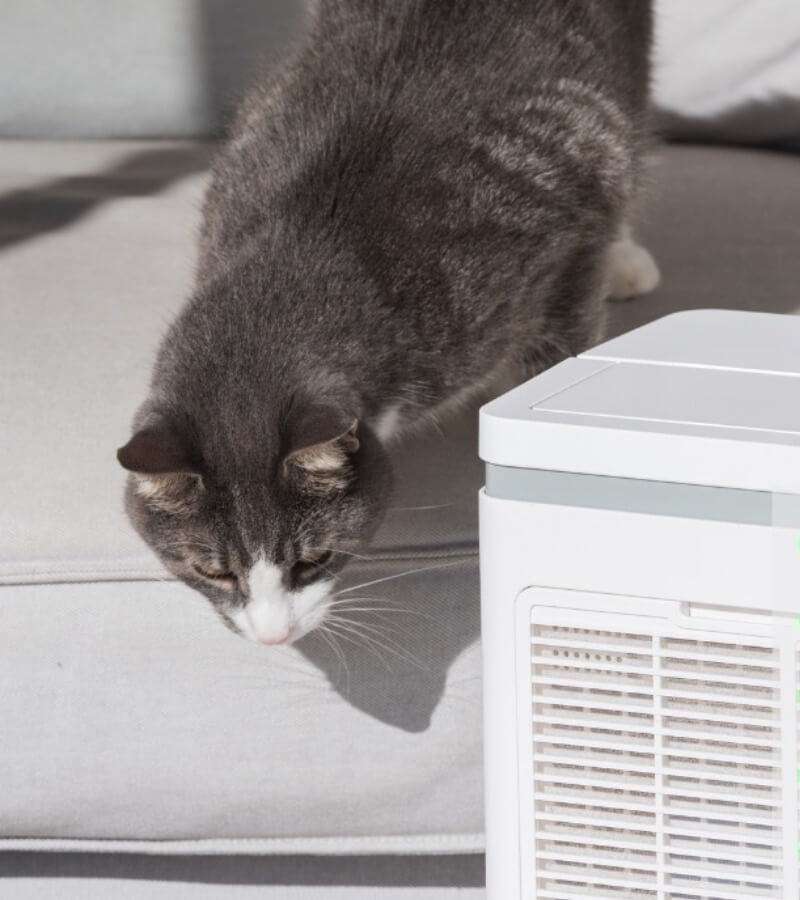 Máy lọc không khí thú cưng có khử mùi chó mèo không_2