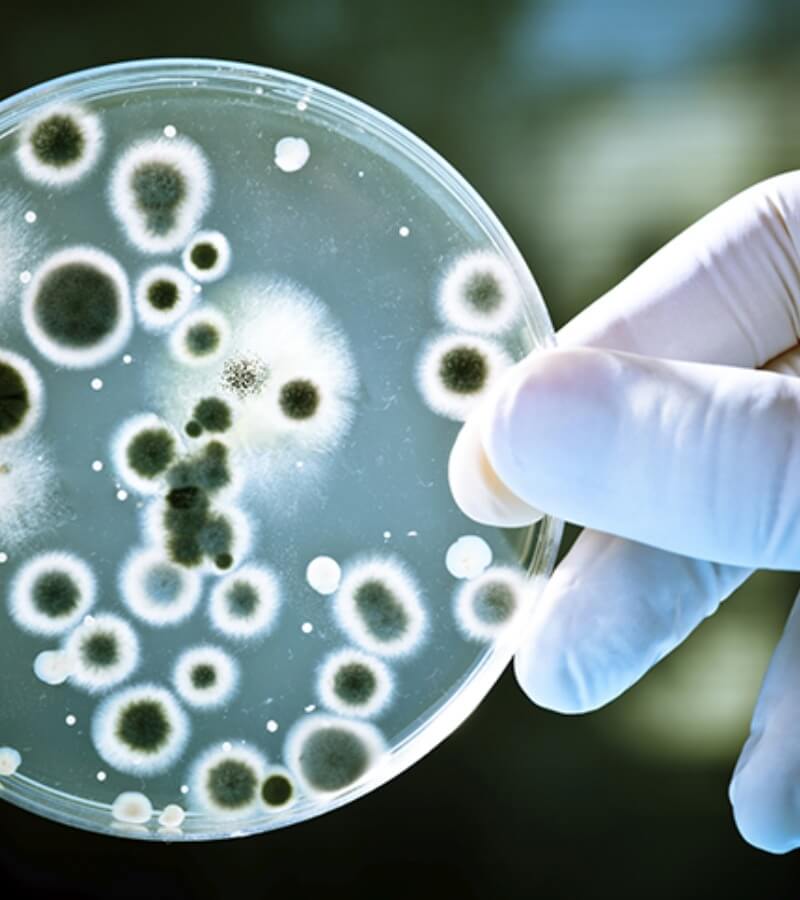 Nấm mốc gây bệnh gì_ _4