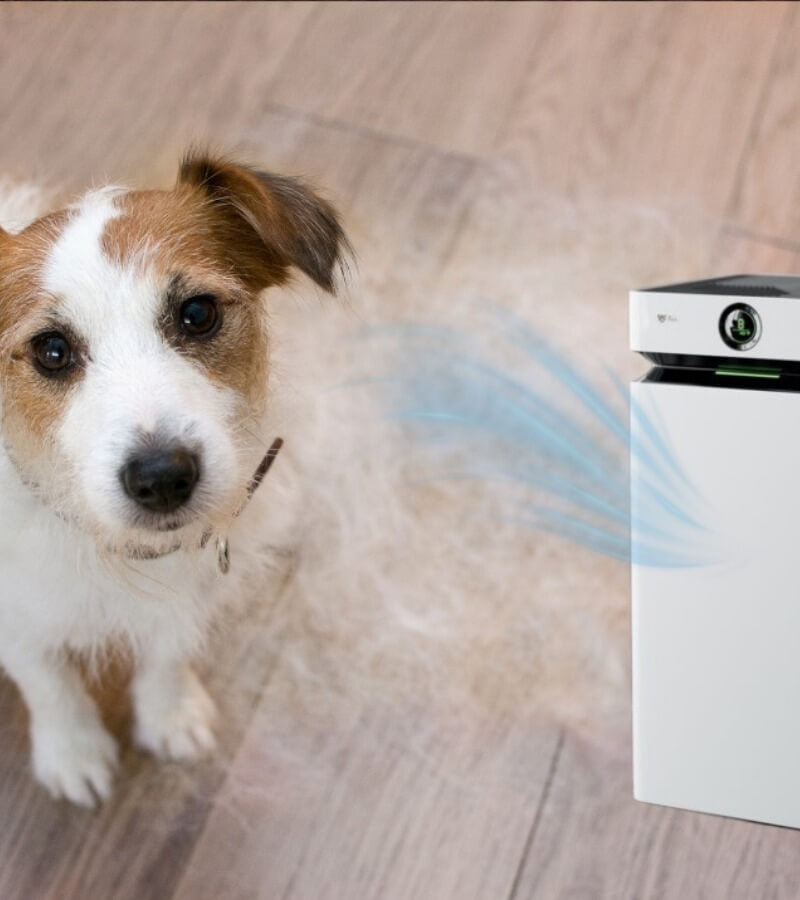 Vì sao cần máy lọc không khí cho gia đình có thú cưng_5