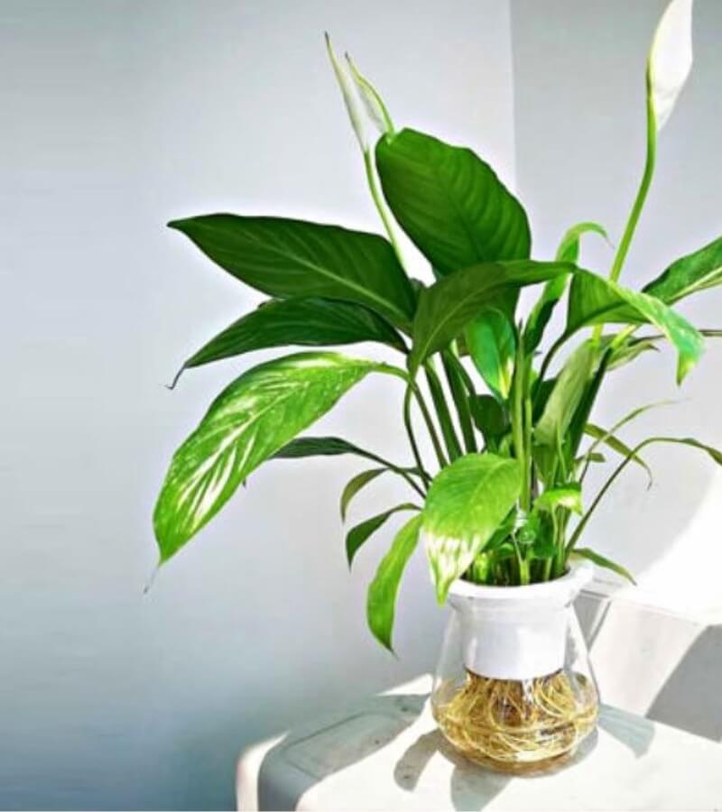 7 mẹo giúp phòng hết ngộp khi bật máy lạnh siêu hiệu quả 1_2