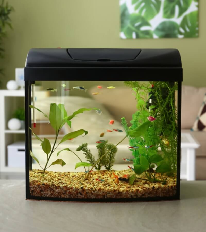 Đặt cây xanh, bể cá trong phòng_2
