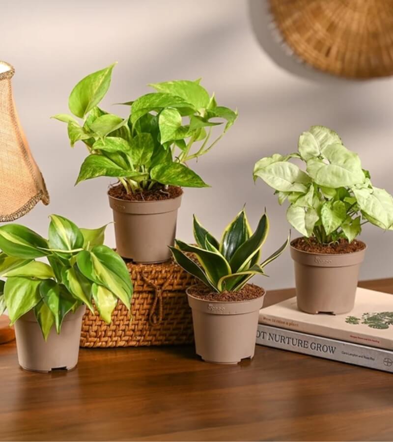 5+ cách làm thoáng phòng kín hiệu quả nhất_2