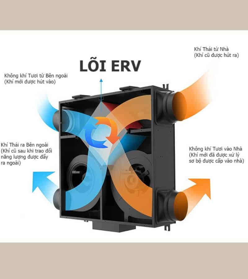 ERV là gì_2