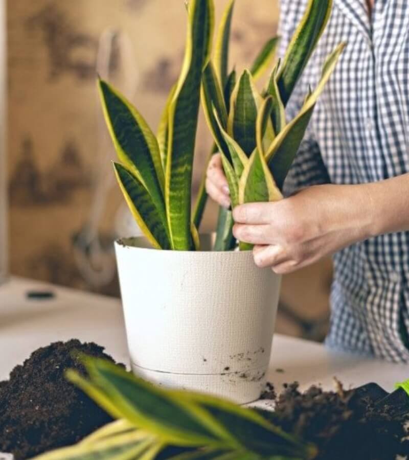 Cây cảnh hút bụi trong nhà có thực sự giúp làm sạch không khí không_2