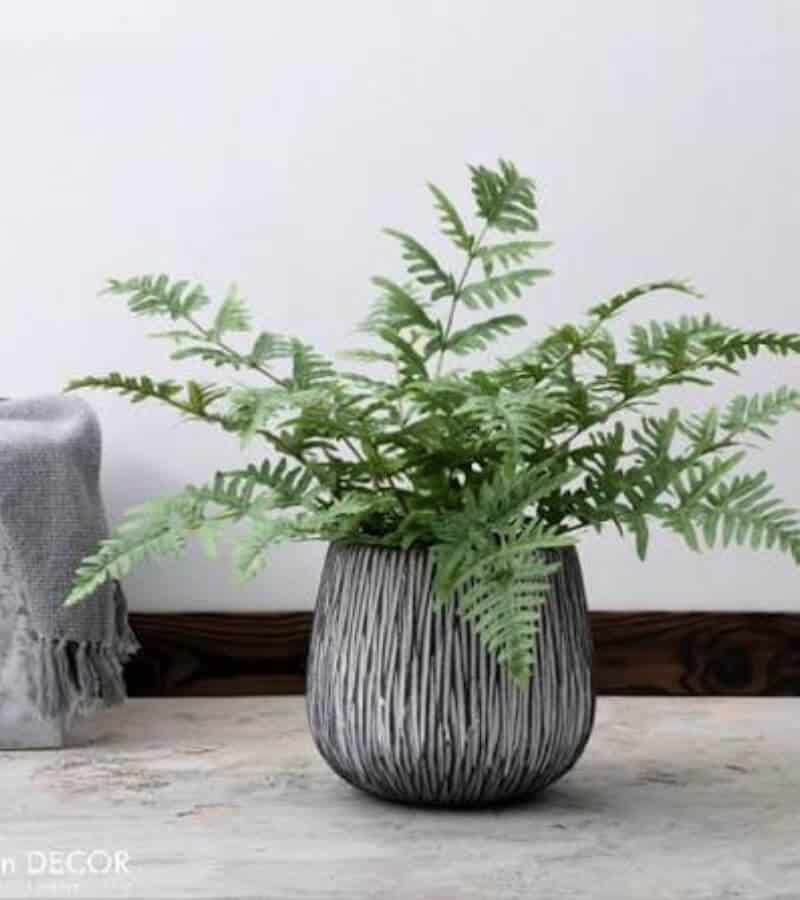 Cây dương xỉ TOP 10 cây hút bụi trong nhà tốt, giúp thanh lọc không khí_2