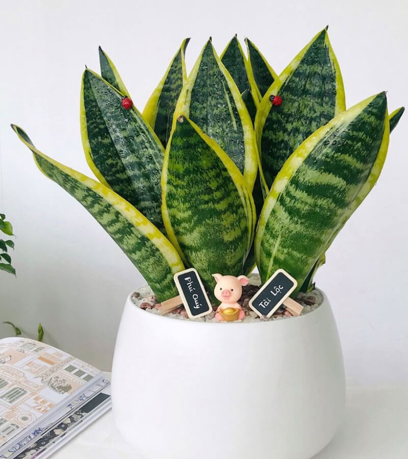Cây lưỡi hổ TOP 10 cây cảnh hút bụi trong nhà được nhiều chuyên gia khuyến nghị_3