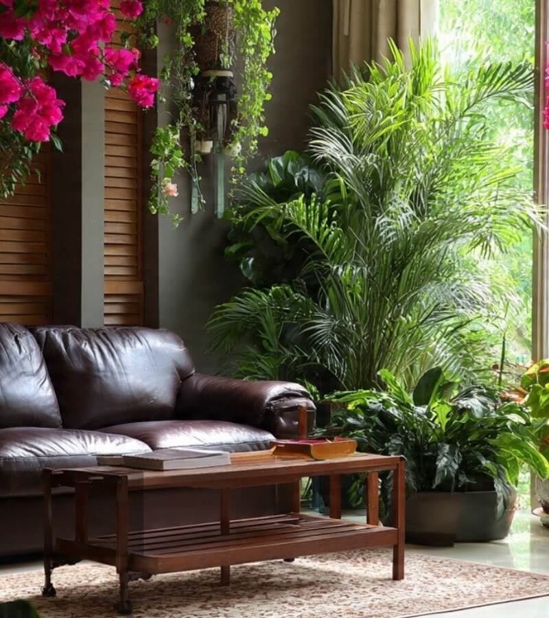 Cây xanh có thực sự lọc sạch không khí như nhiều người nghĩ_2