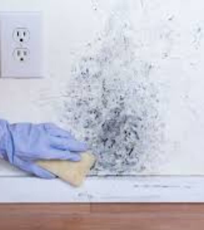 Dấu hiệu nhận biết nấm mốc mùa mưa_3