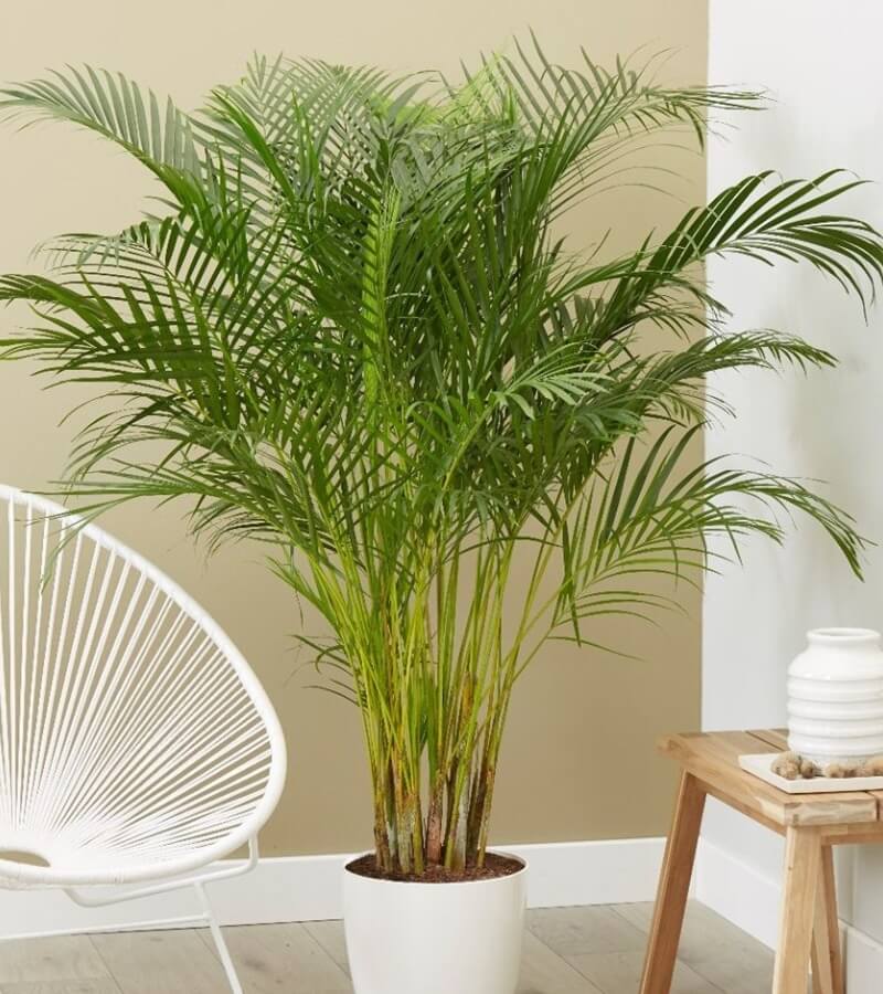 Lợi ích tuyệt vời khi trồng cây lọc không khí trong nhà_4
