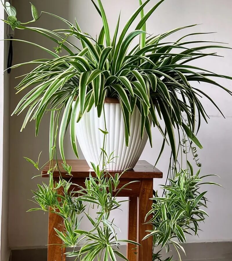 TOP 10 cây cảnh hút bụi trong nhà được nhiều chuyên gia khuyến nghị_5