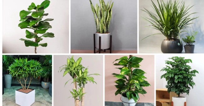 TOP 10 cây cảnh hút bụi trong nhà hiệu quả_1